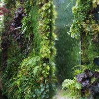 Vertikaler Wasser Garten 1 20170609 1037649107