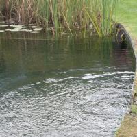 Schwimmteich 3 20170611 1832558473