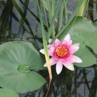 Schwimmteich 5 20170611 1010296446