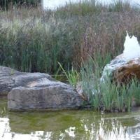 Schwimmteich 6 20170611 1137545264